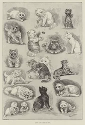 Vie de chaton à l